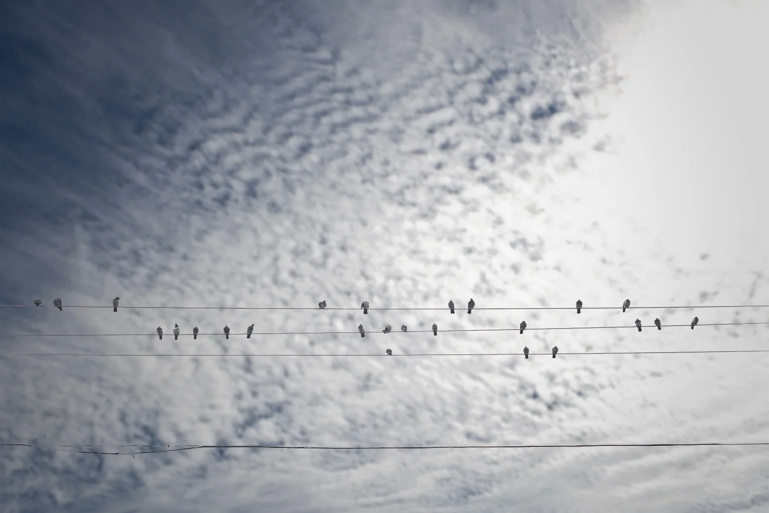 Birds.jpg