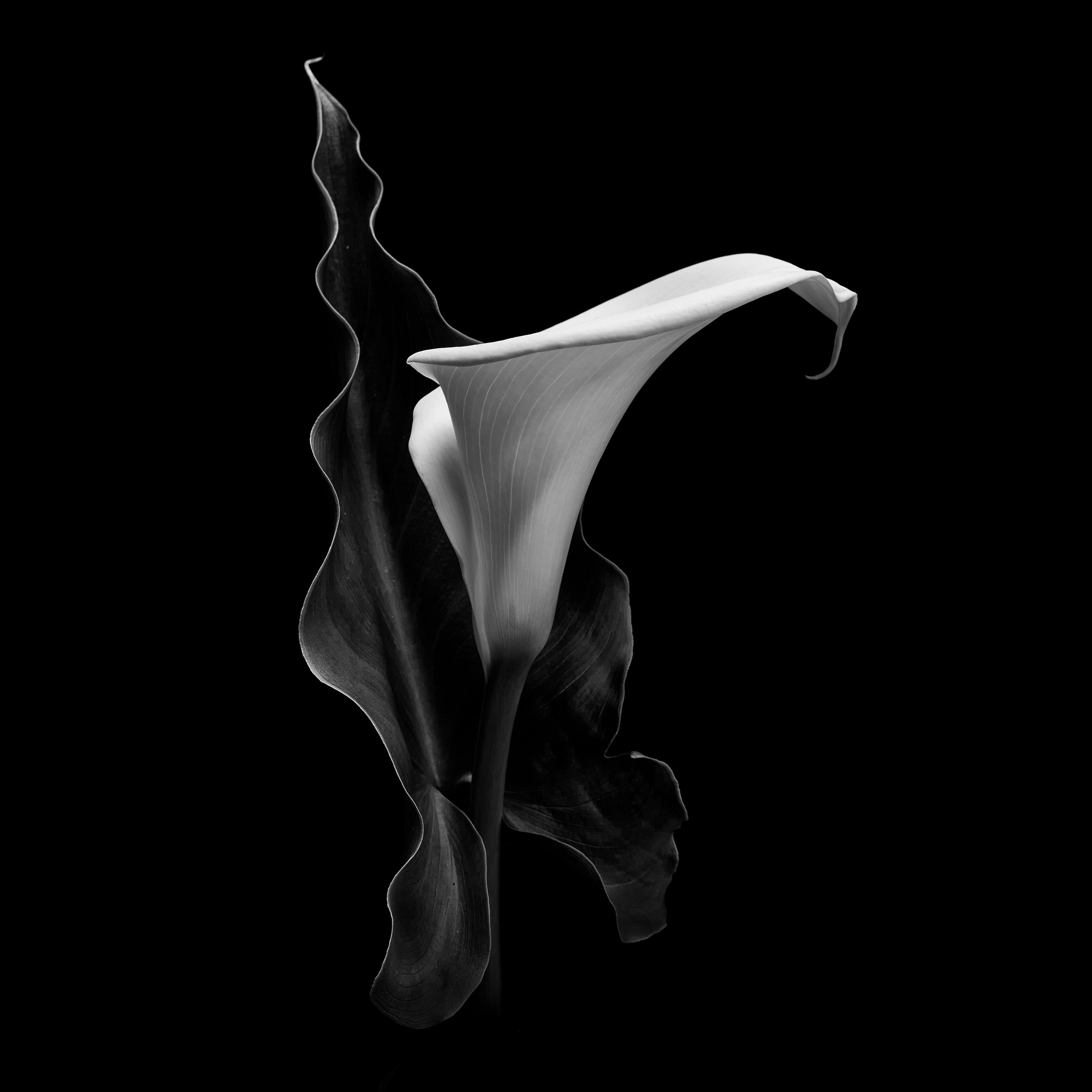 Black white lily in regal composition