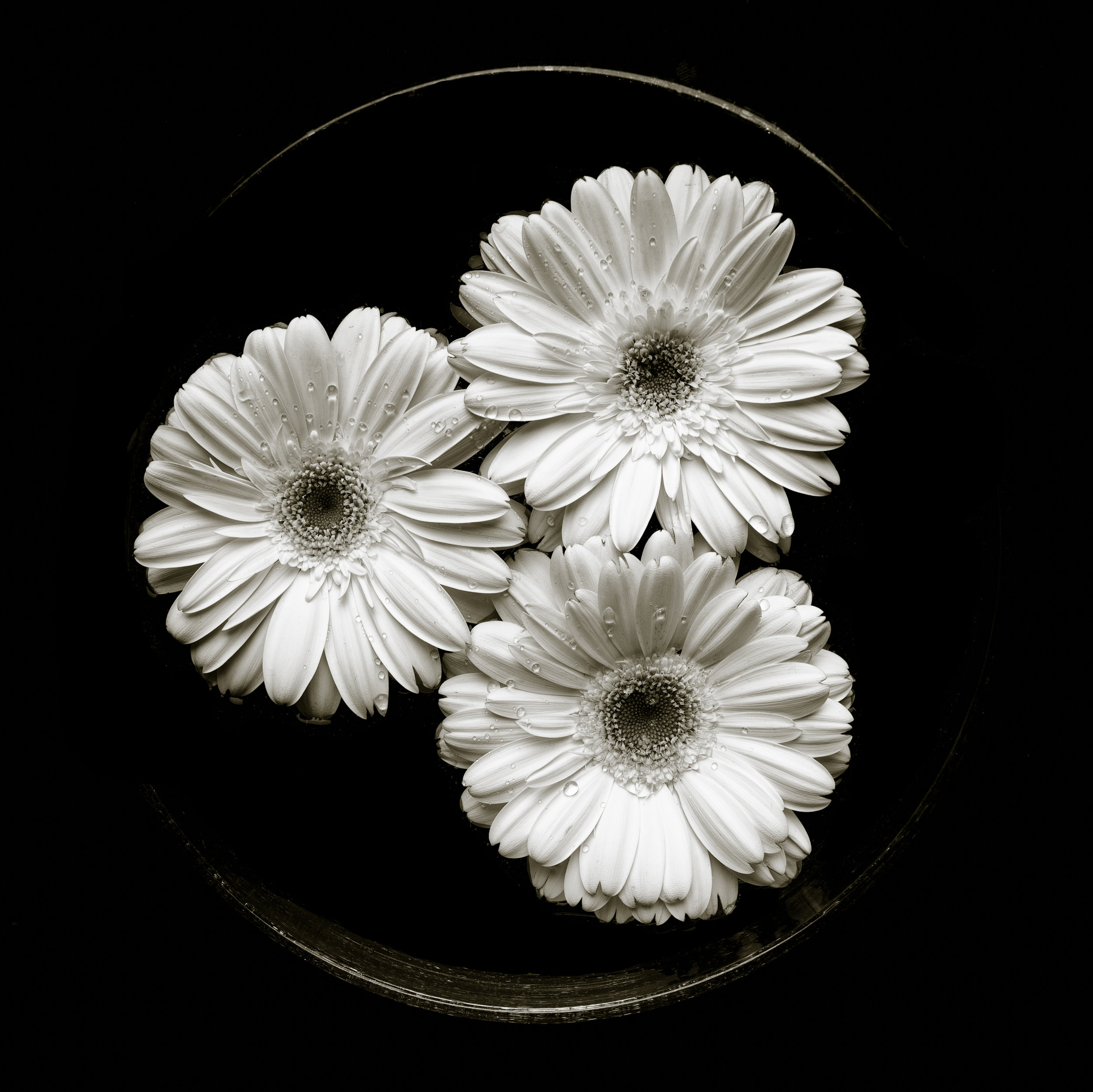 Black white gerbera daisy circular arrangement three eyes