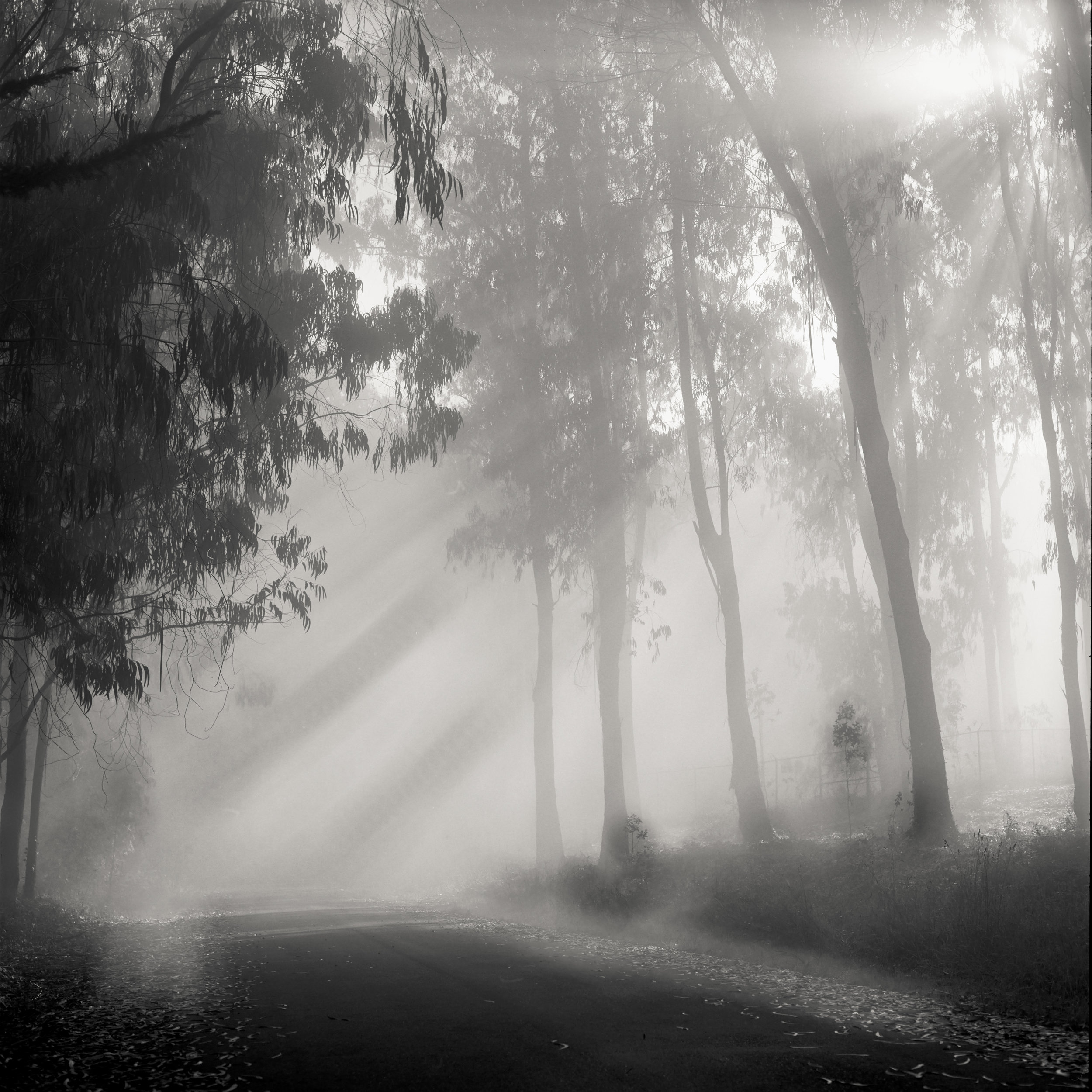 San Francisco presidio black white fog mist trees empty road