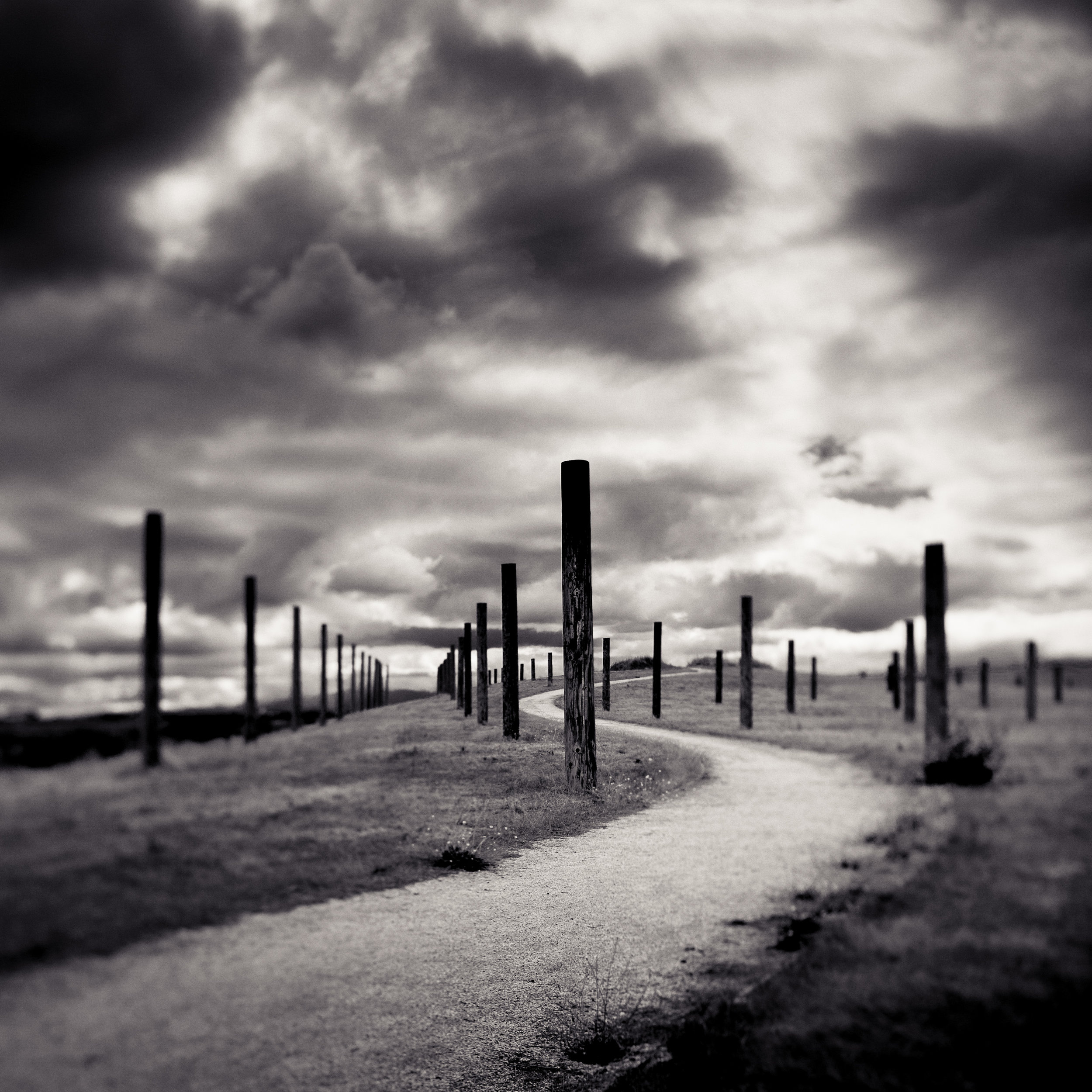 Palo Alto byxbee park black white curve path poles beginnings