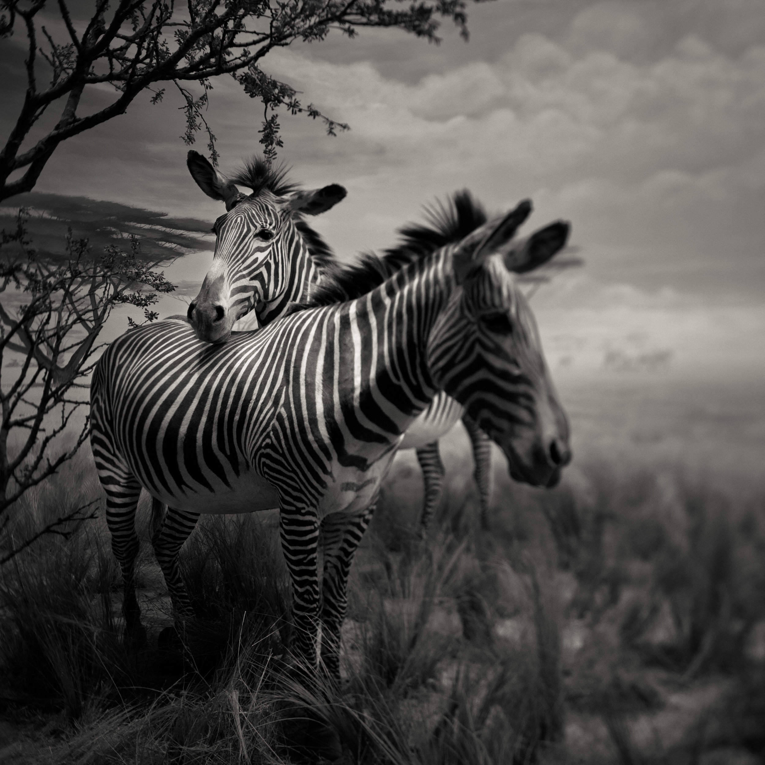 San Francisco academy science black white golden gate park zebra africa plains exhibit