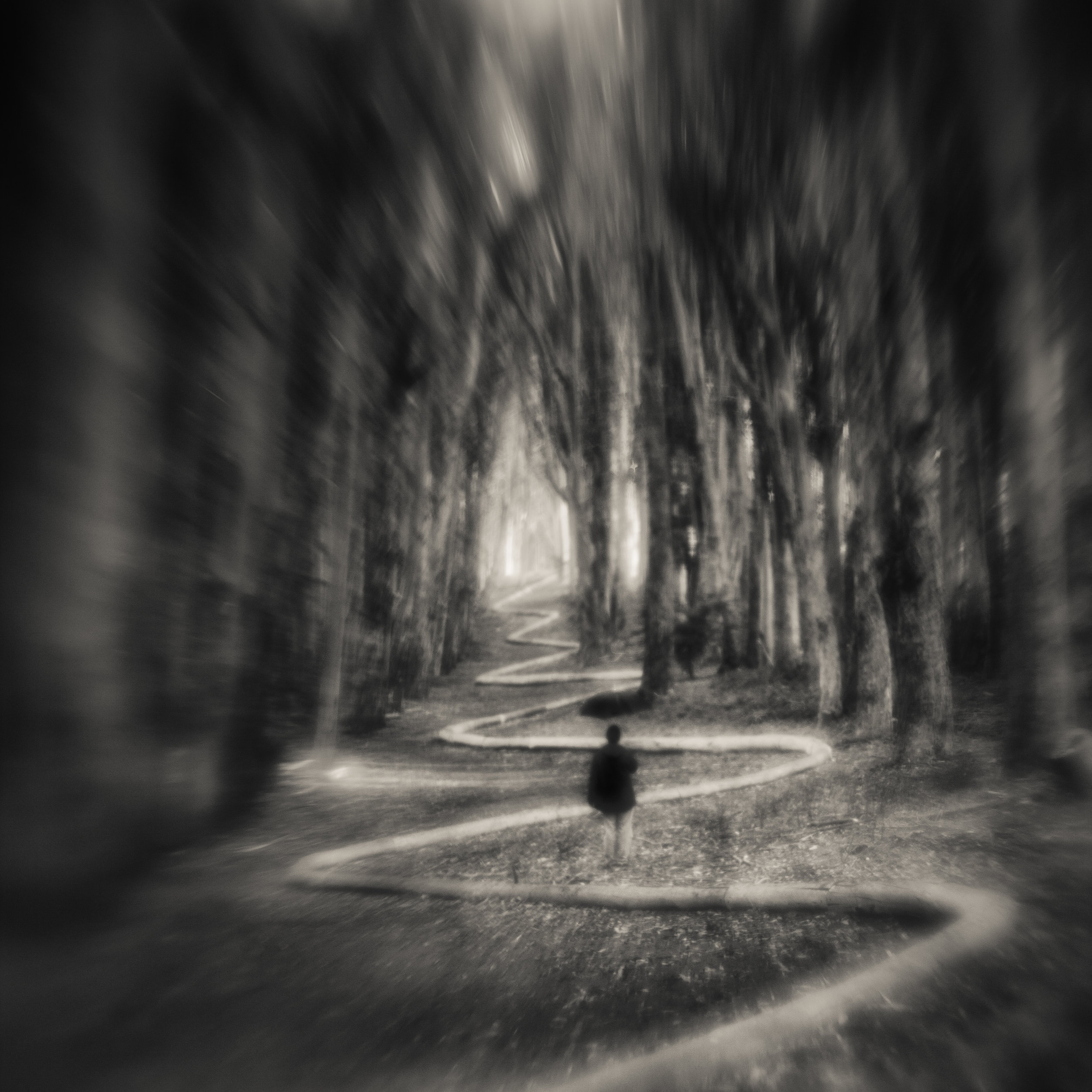 San Francisco presidio goldsworthy wavy line path forest blur figure