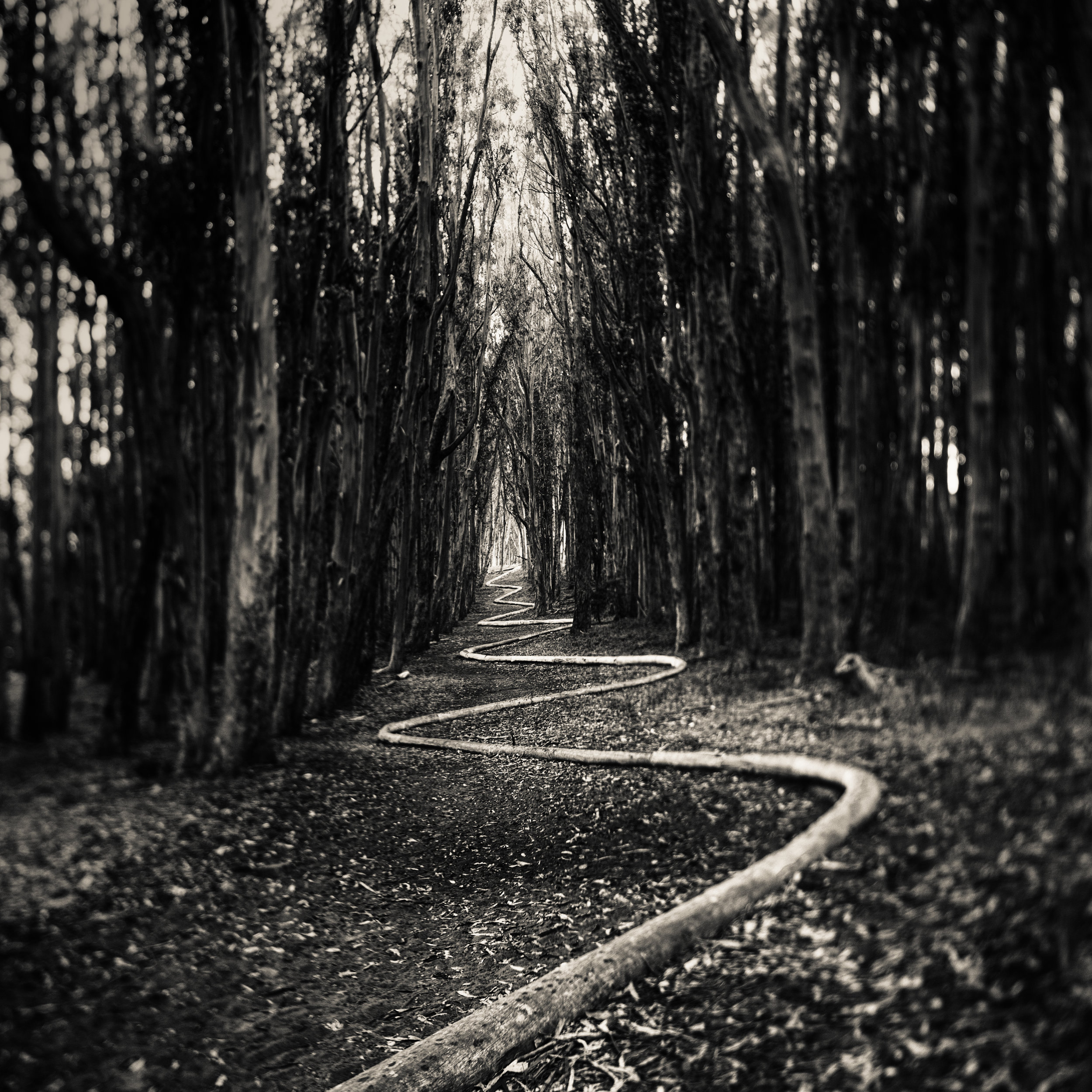 San Francisco presidio goldsworthy wavy line path forest