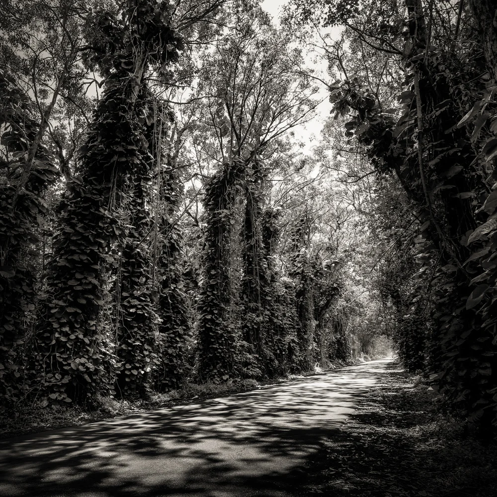 Kauai black white maluhia tree tunnel shadows
