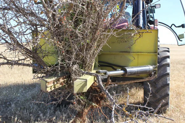 Boxthorn Pullers — PJ Green