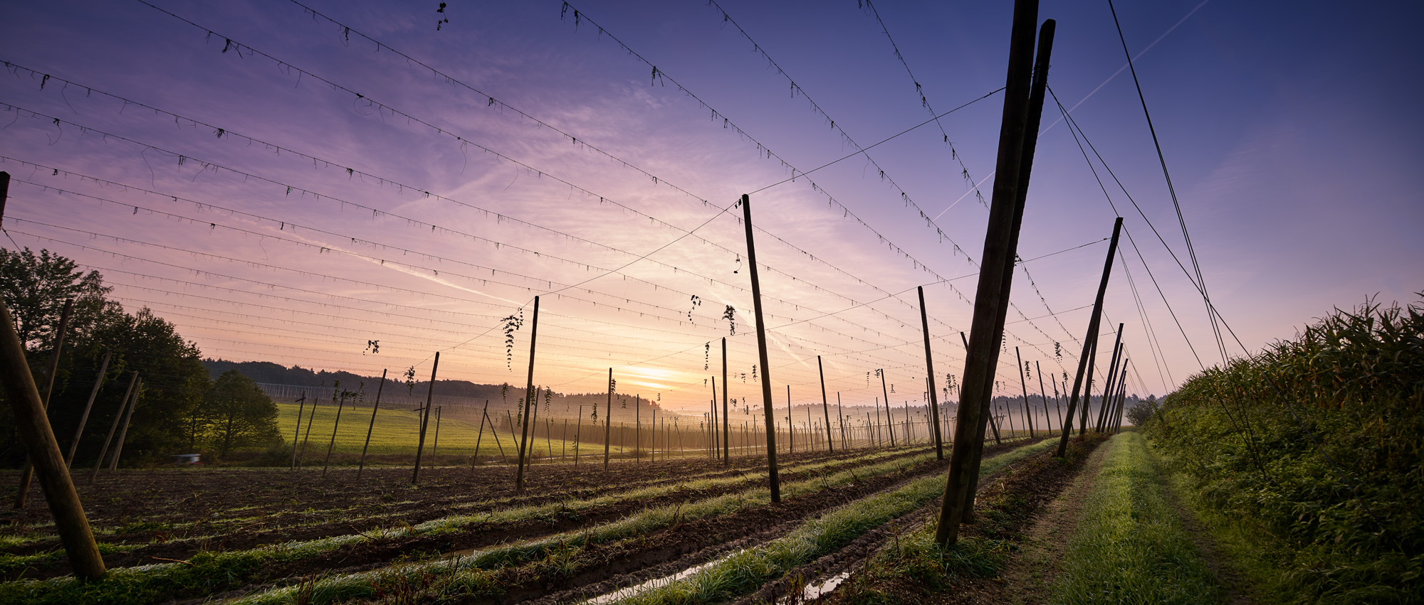 Sunrise over the Hallertau hop vineyards