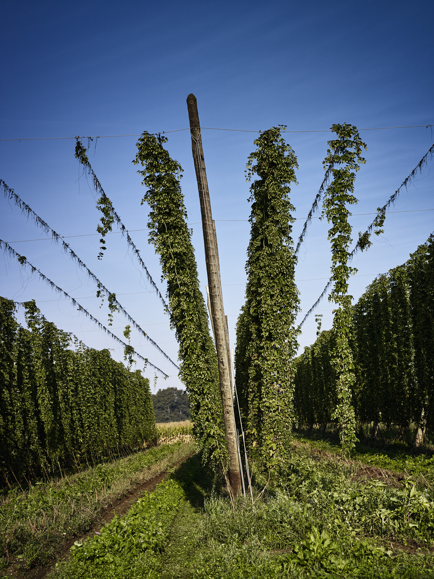 tpp_hallertau_hopfenernte_2017_003.jpg