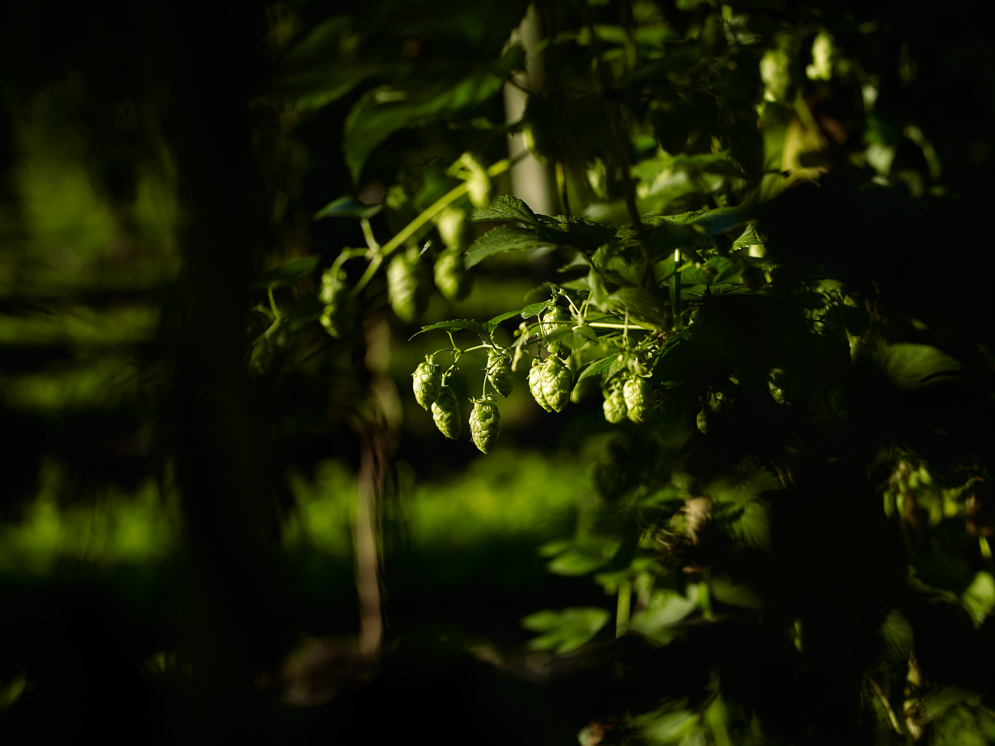 tpp_hallertau_hopfenernte_2017_005.jpg