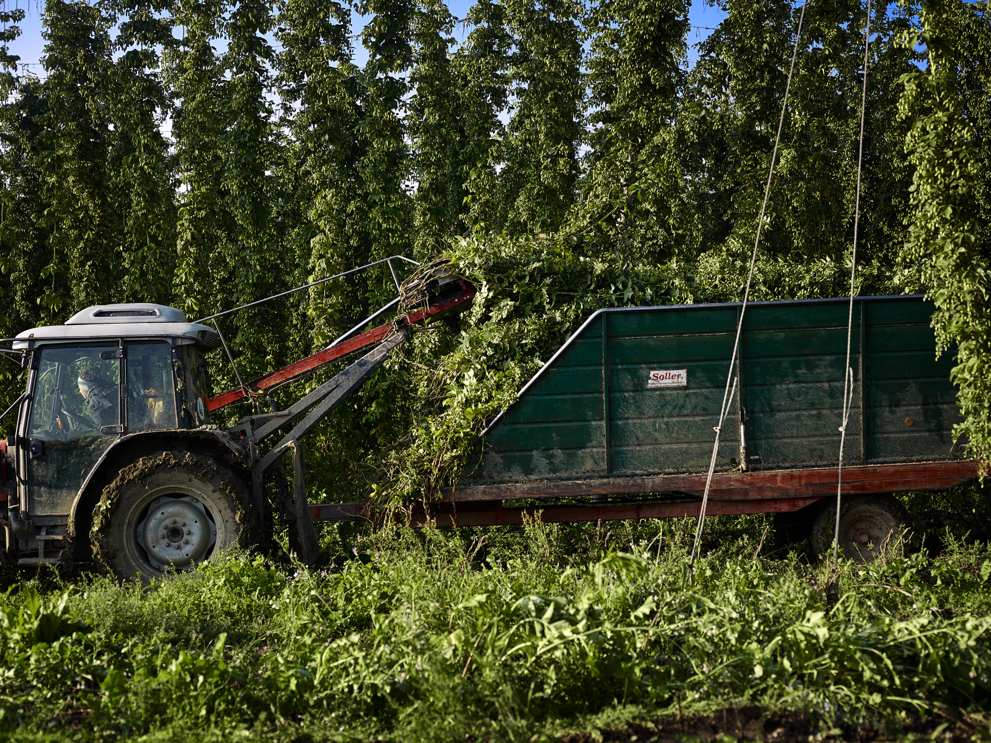 tpp_hallertau_hopfenernte_2017_006.jpg