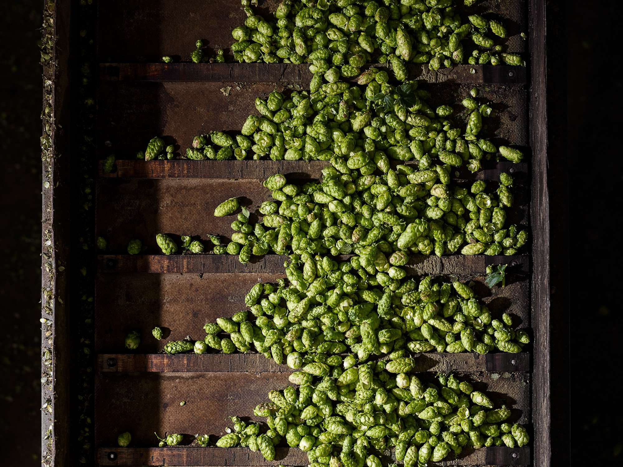 Hops on the conveyer to the drying tower