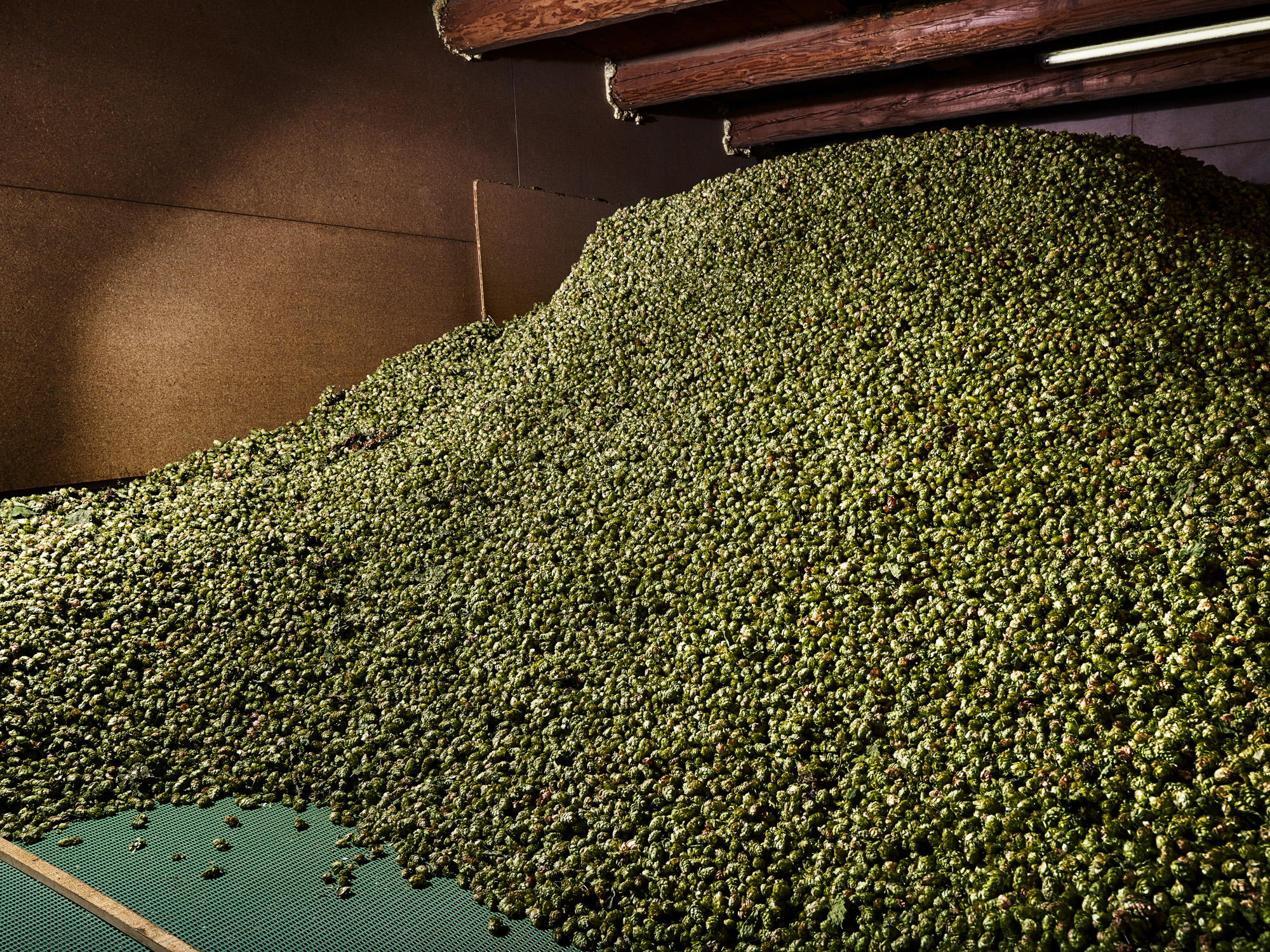 tpp_hallertau_hopfenernte_2017_020.jpg