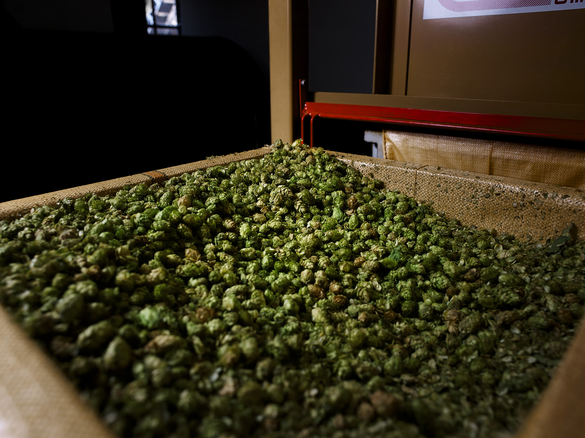 tpp_hallertau_hopfenernte_2017_021.jpg