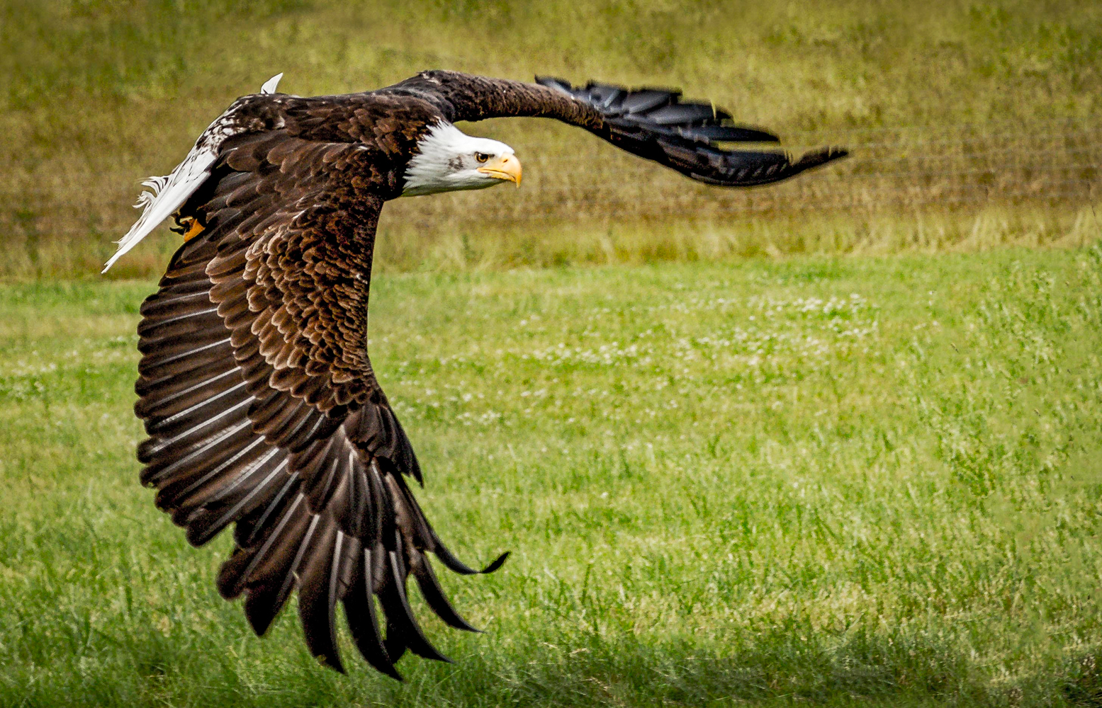 Bald Eagle - 