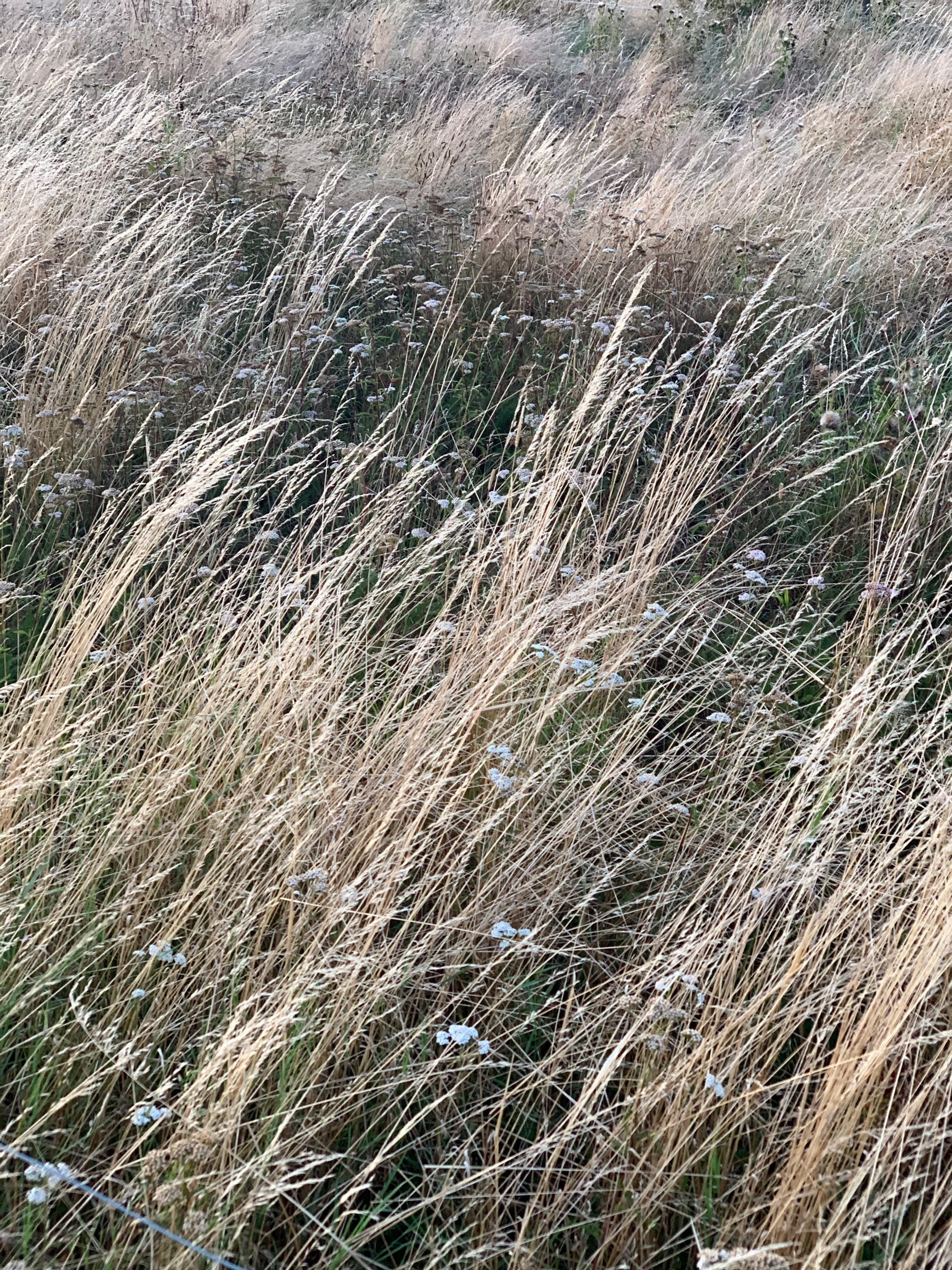 Dessa väderbitna ängar med högt torrt gräs där en och annan liten späd vildvuxen blomma lyckats rota sig. De här perfekt nyanserade ängsvyer har satt sig efter många sköna promenader på min näthinna till att faktiskt omvandlas till att få en annan betydelse.