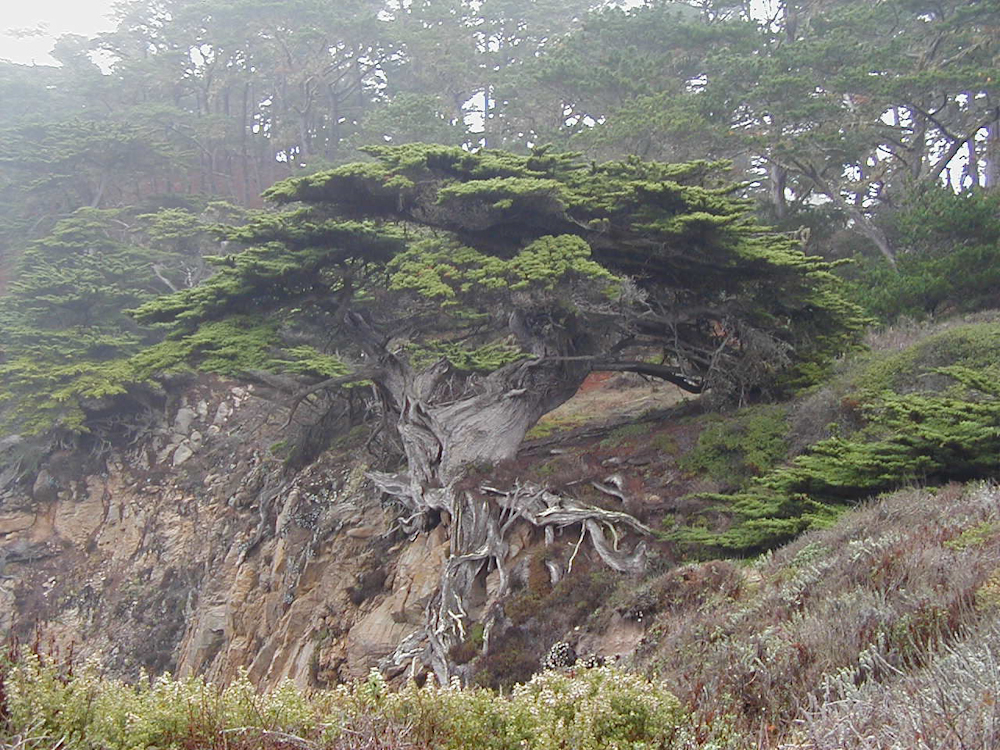 The start of a love affair with Photography. Taken in Point Lobos State Park, California