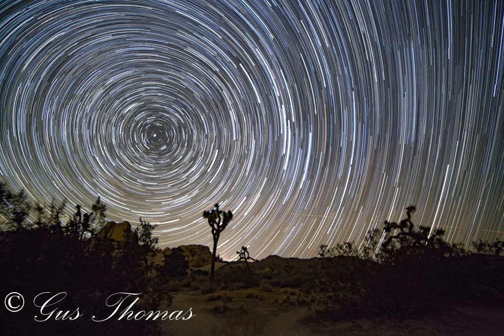 Joshua tree-2.jpg
