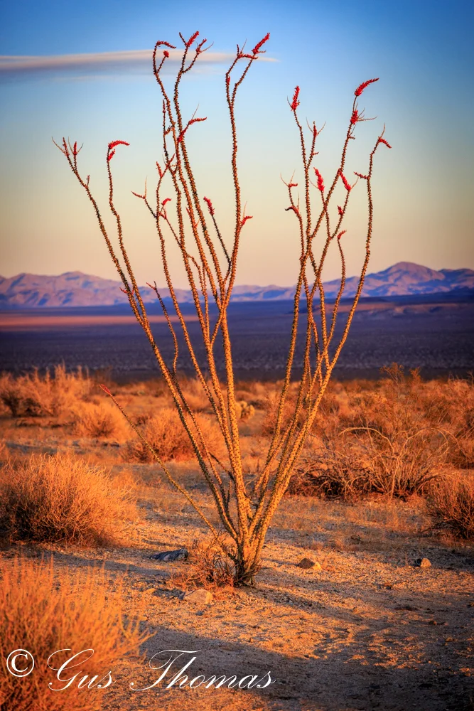 Joshua tree-1057.jpg