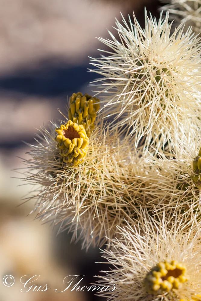 Joshua tree-2592.jpg