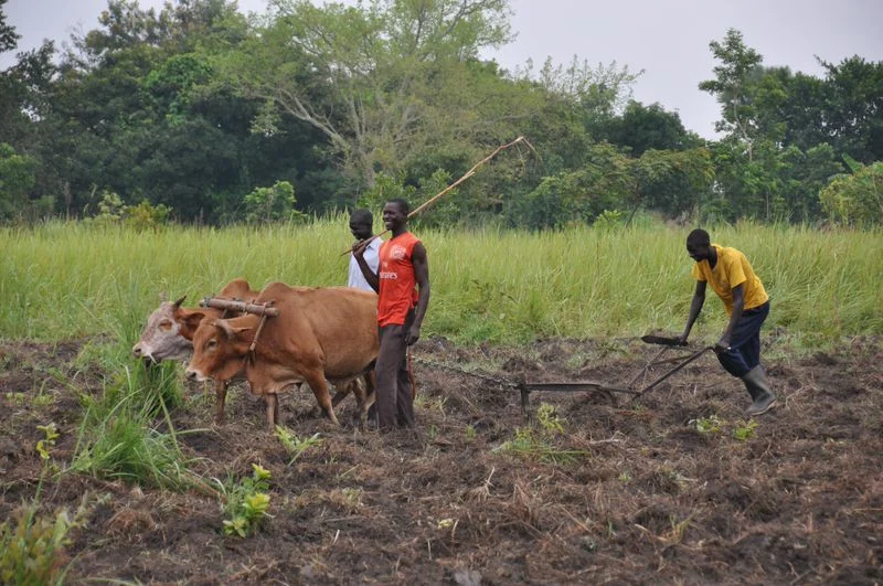 Plows to Gender Equality