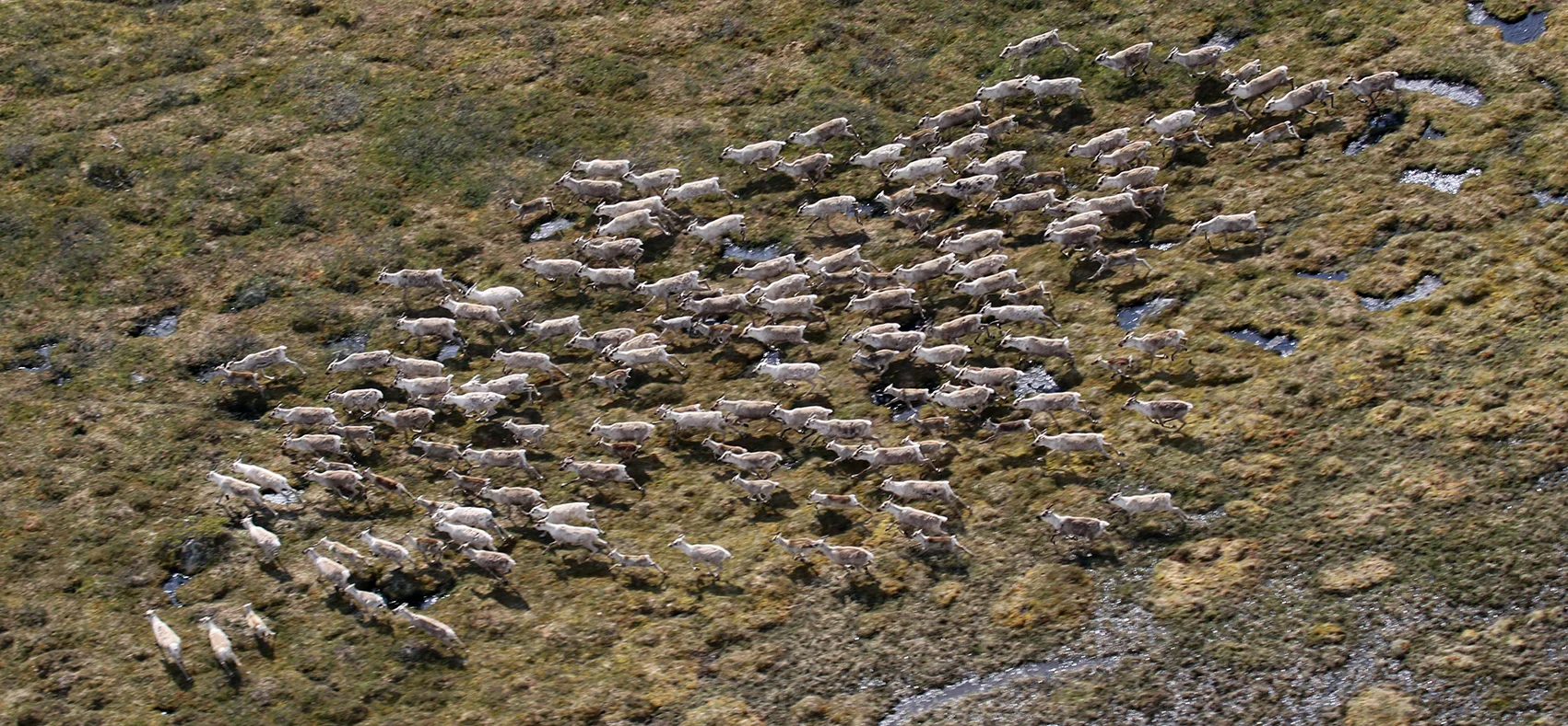 En av flere hoper fotografert i området nord for Grøntjønnan. Foto: Arne Nyaas