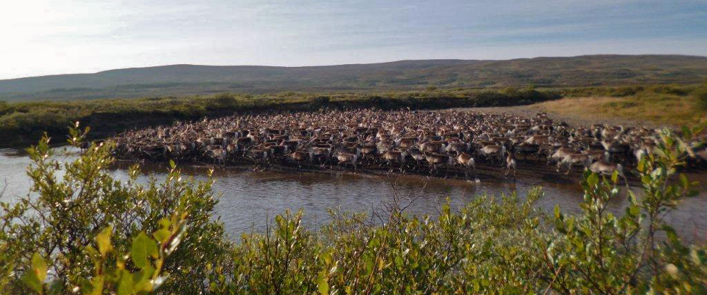 Villreinen i Forollhogna har endret adferdsmønsteret. Dyrene trekker nå langt og i tette hoper. Dette bildet tok jaktoppsyn Ingebrigt Storli torsdag 10. september. " Flokken kom i full fart fra Budalsida, gjennom Midt-Ydalen, stoppet i Ya nord for setran på Grønntjønnan i mange timer for å berge seg unna bremsen som var en veldig plage for dem i dag. Trekte opp i Hullbekktangen til kvelds", opplyser Storli i eposten til undertegnede.
