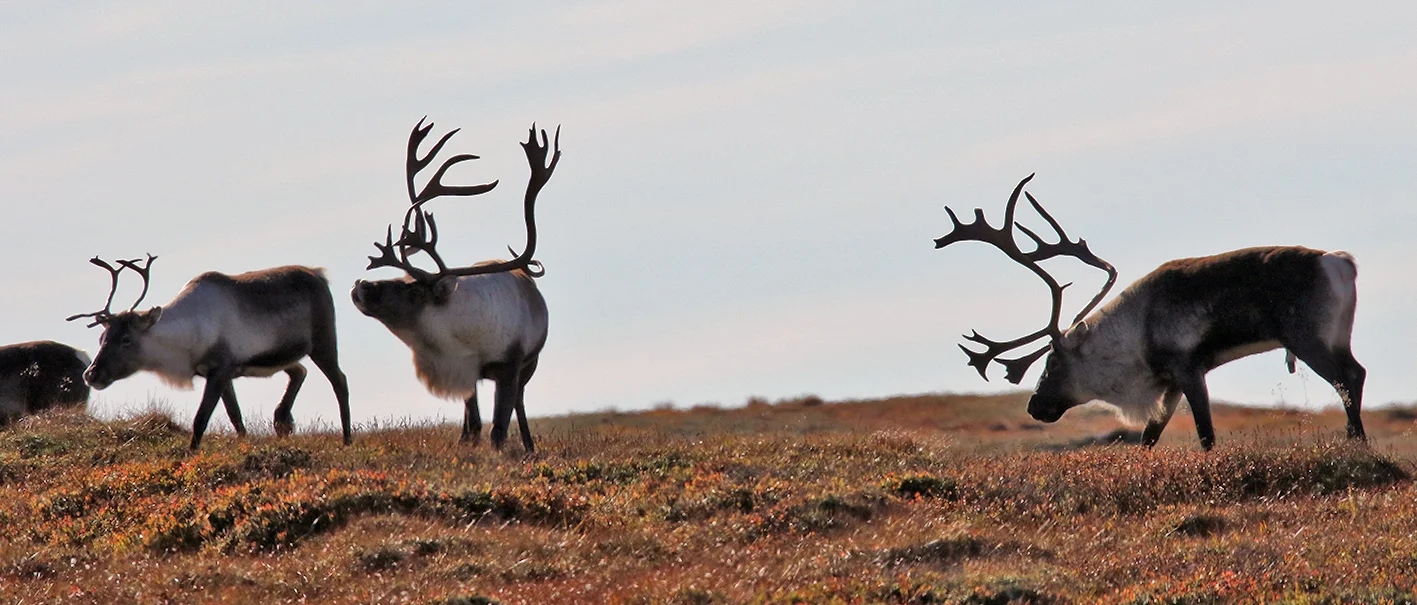 Storbukkene var aktive i går. Foto: A. Nyaas