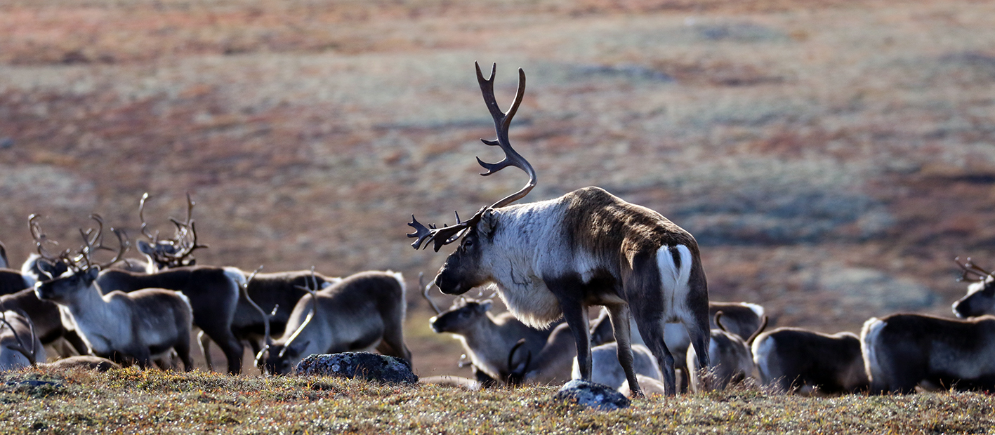 En sliten "kriger" med sterkt redusert gevir. Foto: A. Nyaas