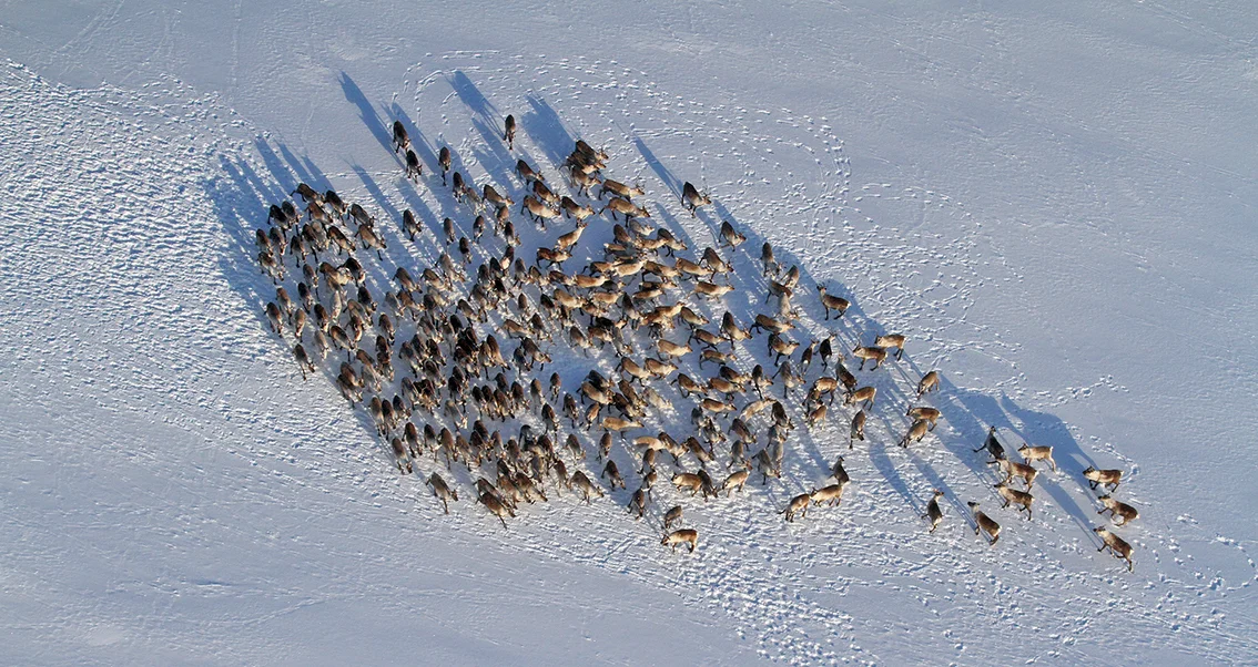 En av flere fostringsflokker fotografert under minimumstelling 29. januar 2012. Denne hopen på 243 dyr befant seg rett sør for kommunegrensa mellom Os og Midtre Gauldal i området Storfjellet-Rundfloen. Foto: A. Nyaas