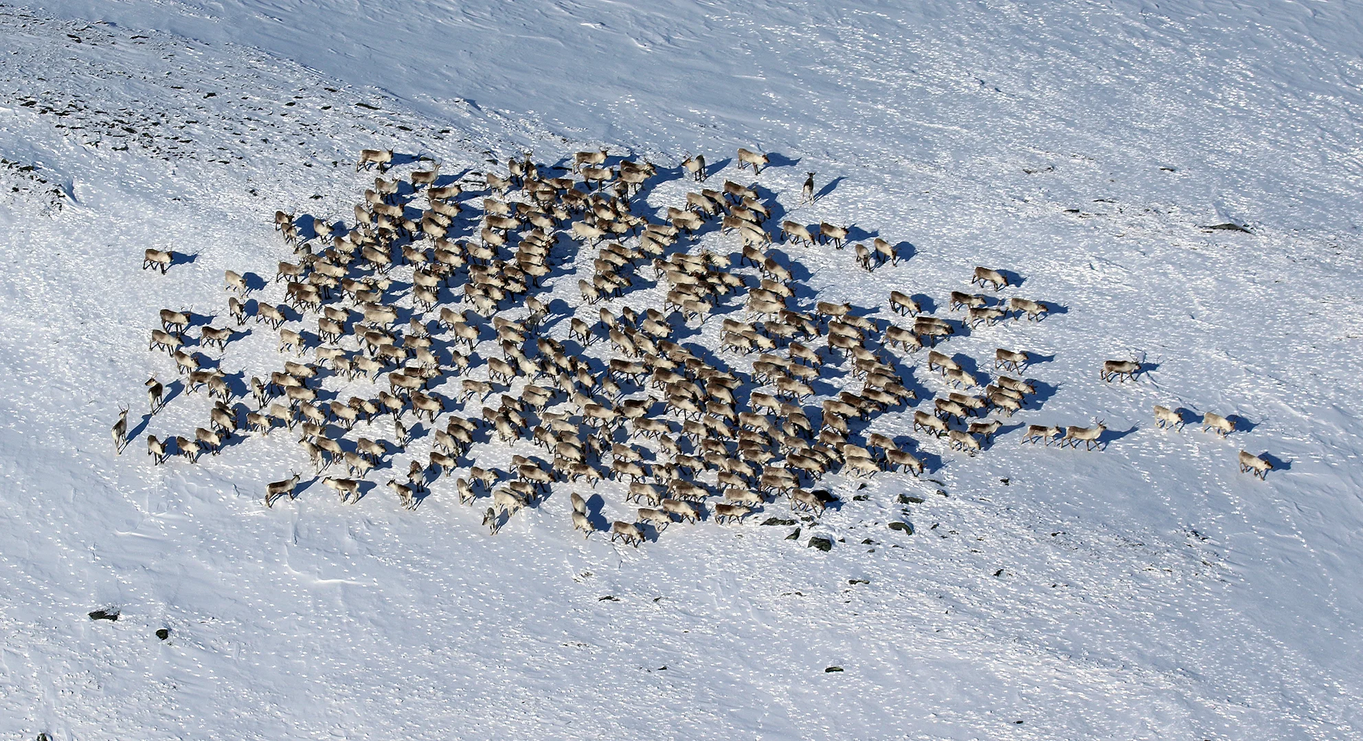 I denne fostringsflokken på Sverjesjøha var det 348 dyr. Foto: A. Nyaas