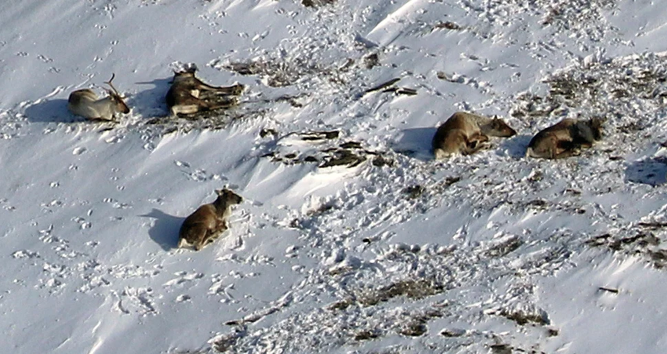 For første gang er den dødelige sjukdommen Chronic Wasting Disease (CWD) påvist på villrein. Illustrasjonsfoto: A. Nyaas