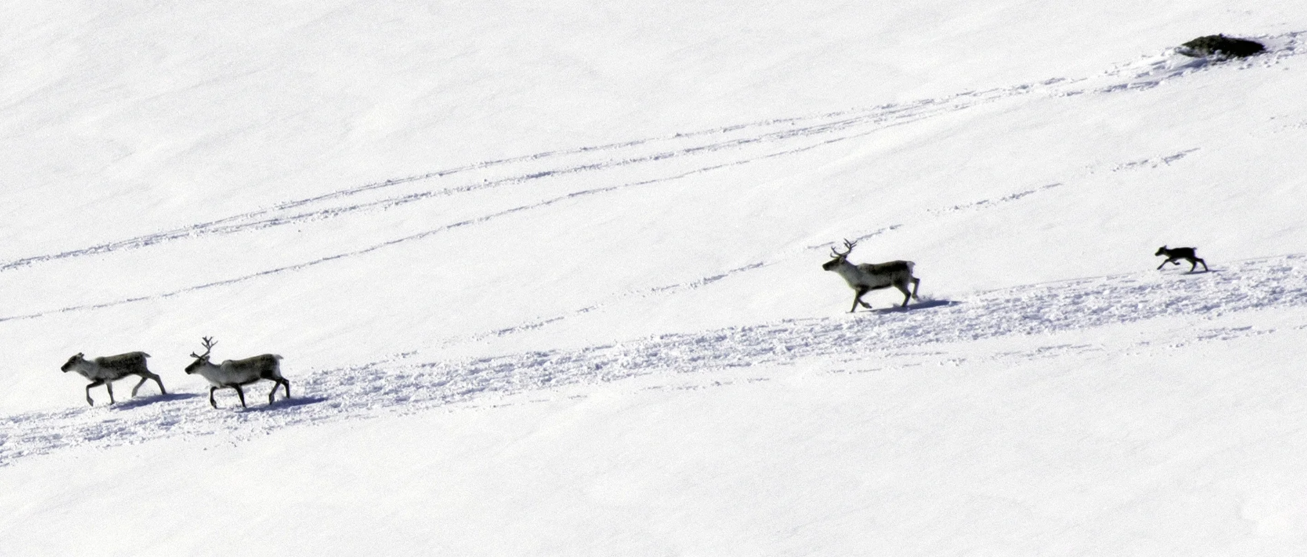 De to første kalvene ble registrert søndag, her en av dem. Foto: Stein Kaasin
