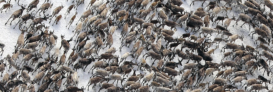 Kalvetellinga i Forollhogna ble gjennomført den 8. juli. Opptellinga viser 50,6 kalver per 100 simle/ungdyr. Foto: A. Nyaas