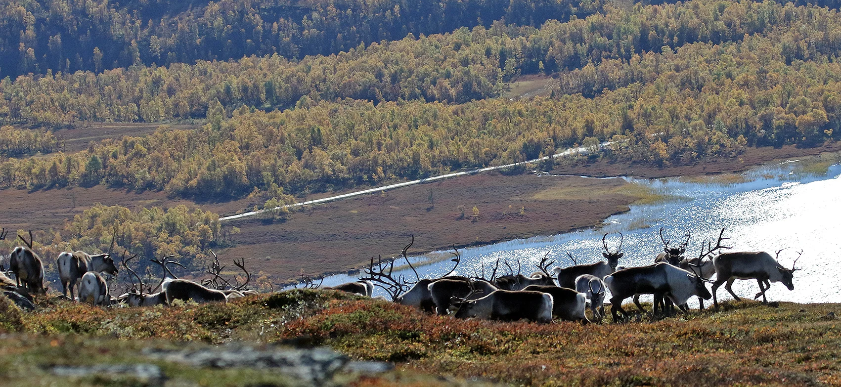 I dette innlegget redegjør styringsgruppa i FO1 om overgangsavtalene under årets villreinjakt. Arkivfoto fra Kvikne (Plasseterveien og Svartsjøen i bakgrunnen): Arne Nyaas