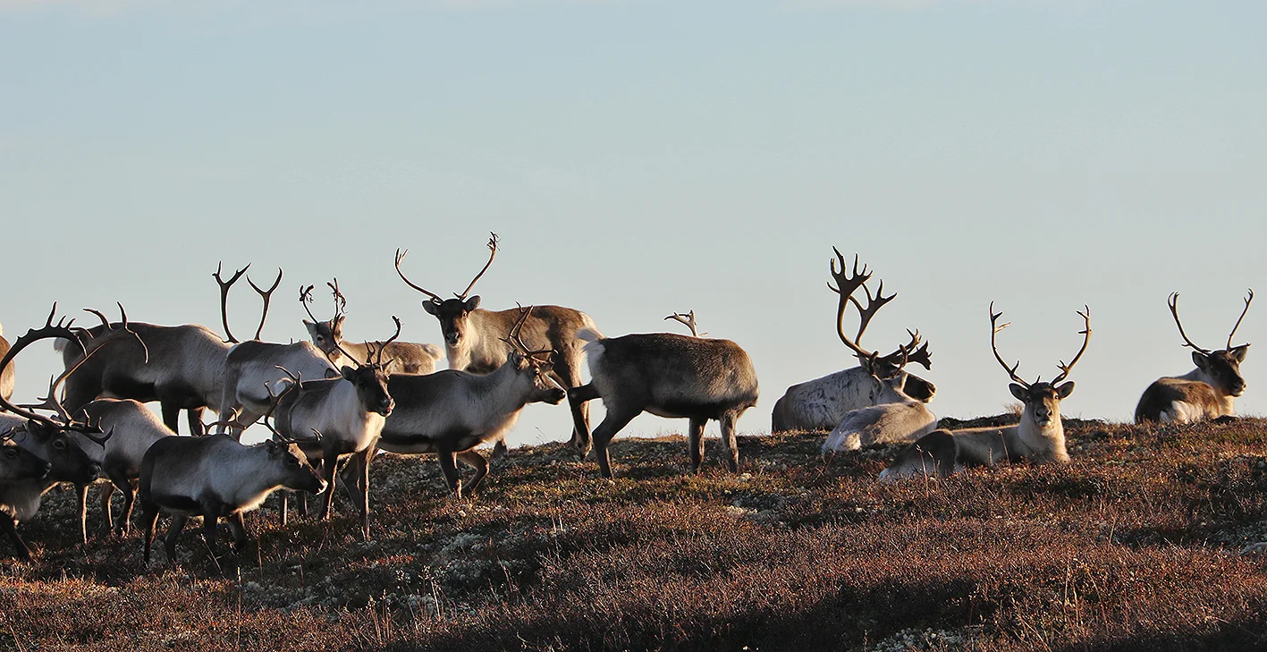 En av villreinhopene fotografert i Vingelen i går. Foto: Arne Nyaas