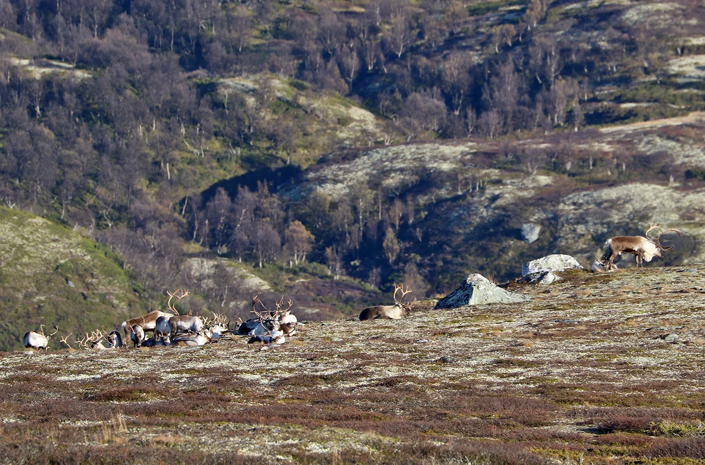 Flokkene er raske med å gå til ro, her en mindre hop i østhellinga av Sletthøa. Foto: Arne Nyaas