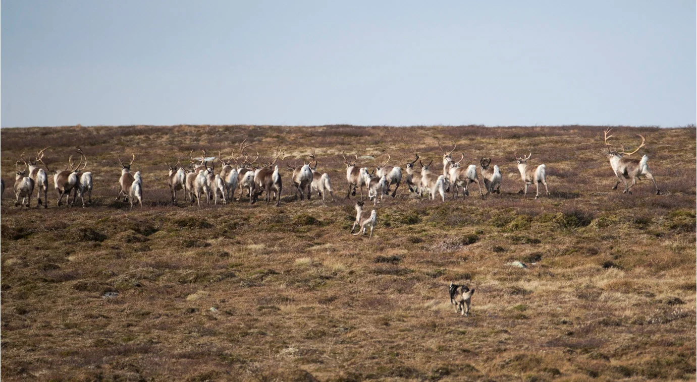 Nok en villreinflokk på flukt fra hundene. Foto: Magnar Lien