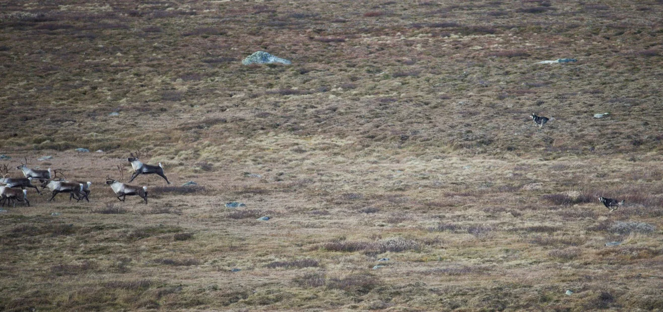 Det er helt uakseptabelt at løshunder skal jage villreinen, og andre dyr, helt ukontrollerbart. Villreinutvalget i Forollhogna er også kjent med at de samme hundene har stukket av ved flere anledninger tidligere. Foto: Magnar Lien