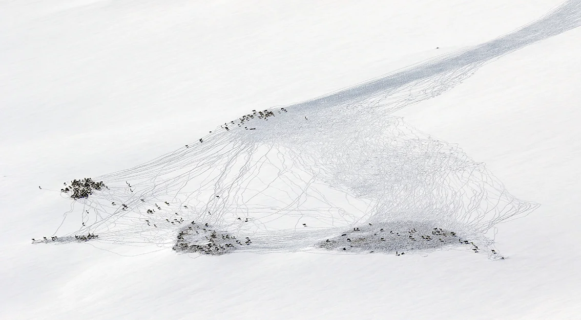 Sjeldent gode sporingsforhold på Langfredag. Denne fostringsflokken ble fotografert på vestsida av Litj-Hiåsjøen i Tynset. Sporslepa var godt synlig på lang avstand. Foto: A. Nyaas