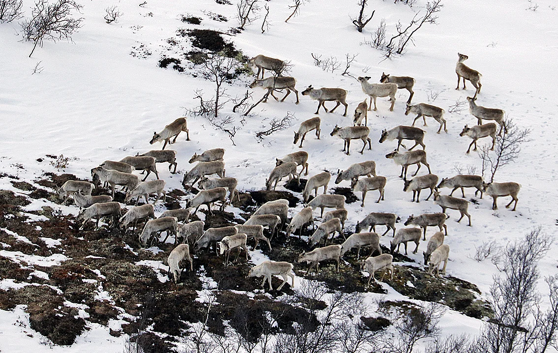 Bukkehop fotografert ved Øvsthussetra vest i Midtre Gauldal kommune. Foto: A. Nyaas