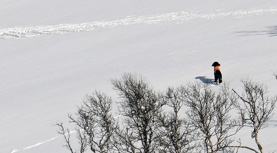 Mange gikk på tur med bikkja i bånd, men både på nord- og sørsida var det flere som lot fuglehunene søke fritt. Båndtvangen gjelder fra 1. april. Foto: A. Nyaas