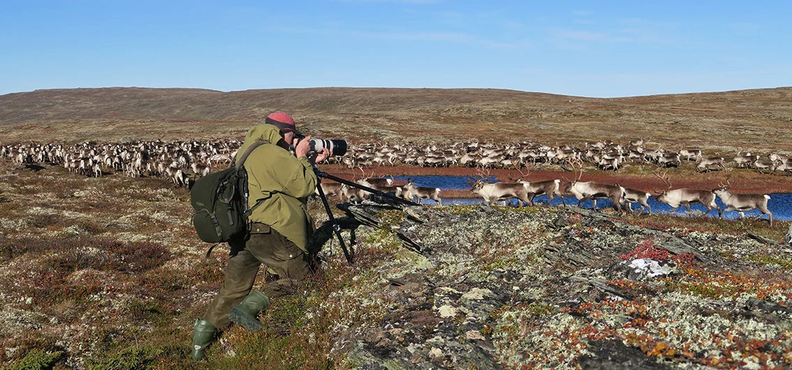 Villreinnemnda ber nasjonlparkstyret avslå alle søknader om organisert guiding rettet mot villreinen i Forollhogna-området, eksempelvis turopplegg for fotografer. Illustrasjonsfoto: Arne Nyaas