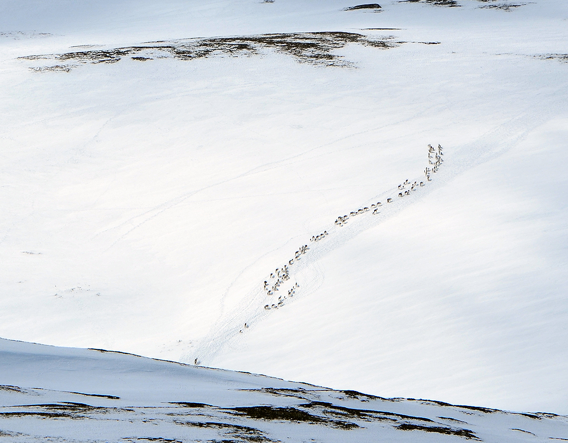 Utsnitt av flokken ved Dølbuøyan (se bildet over). Foto: Kristin Lund Austvik, Kvikne Utmarksråd