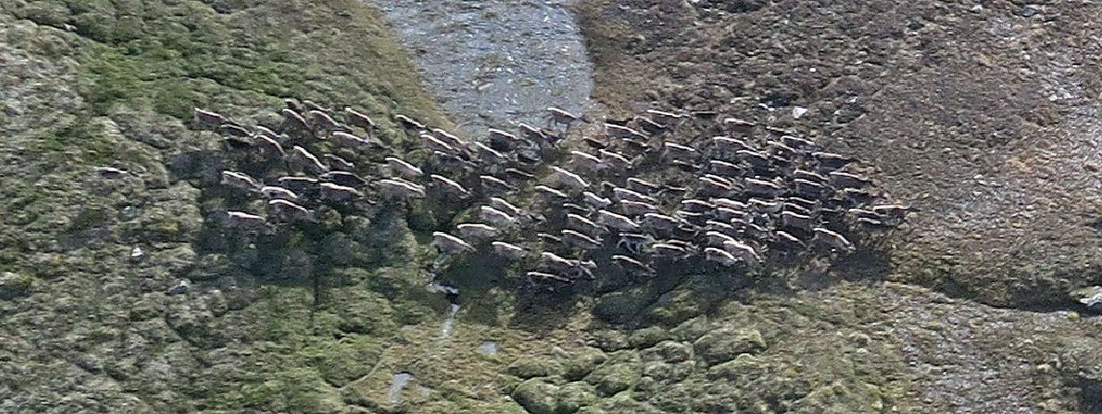 En av fostringsflokkene som ble fotografert i Sandfjellet fredag 14. juli (fotografert uten å åpne vinduet på flyet). Foto: Arne Nyaas