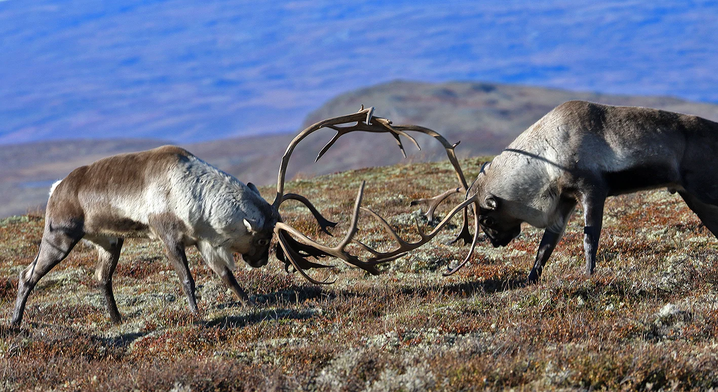 Årets kvote i Forollhogna er på 600 dyr. Anslaget ei uke før jaktslutt er at cirka 300 dyr er felt. Arkivfoto: Arne Nyaas