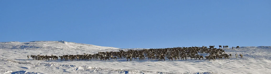 Den andre store flokken i går. Foto: Ingebrigt Storli