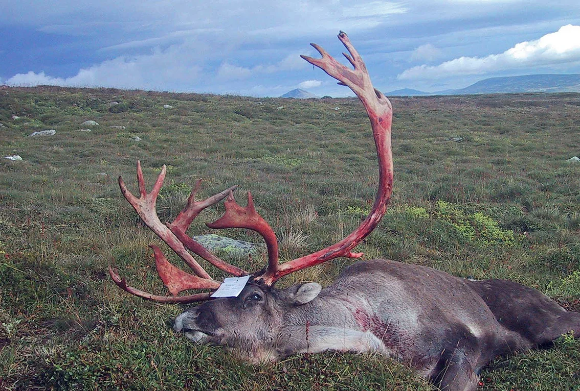 Miljødirektoratet ønsker å forenkle rapporteringen for villreinjegerne - og foreslår å fjerne kontrollkortet. Saken er ute på høring med svarfrist 15. mars 2018. Arkivfoto: Arne Nyaas