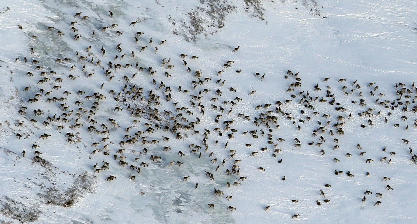 Utsnitt av fostringsflokken på totalt 878 dyr (Langbekkdalstangen i Midtre Gauldal). Foto: A. Nyaas