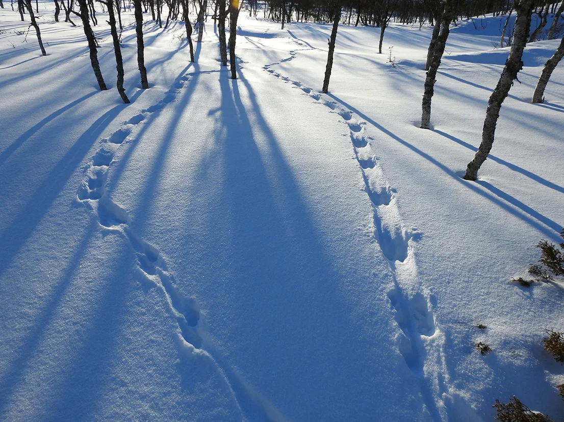 Oteren har satt tydelige spor i snøen i Endalen. Foto 15. mars 2018: Berit Broen, SNO