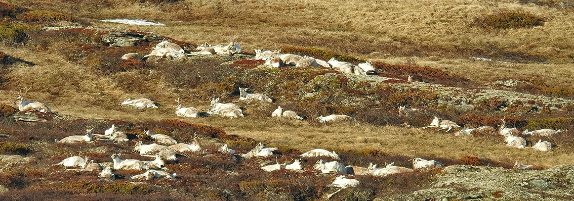 Øst for Grønntjønnan 9. mai. Foto: Ingebrigt Storli